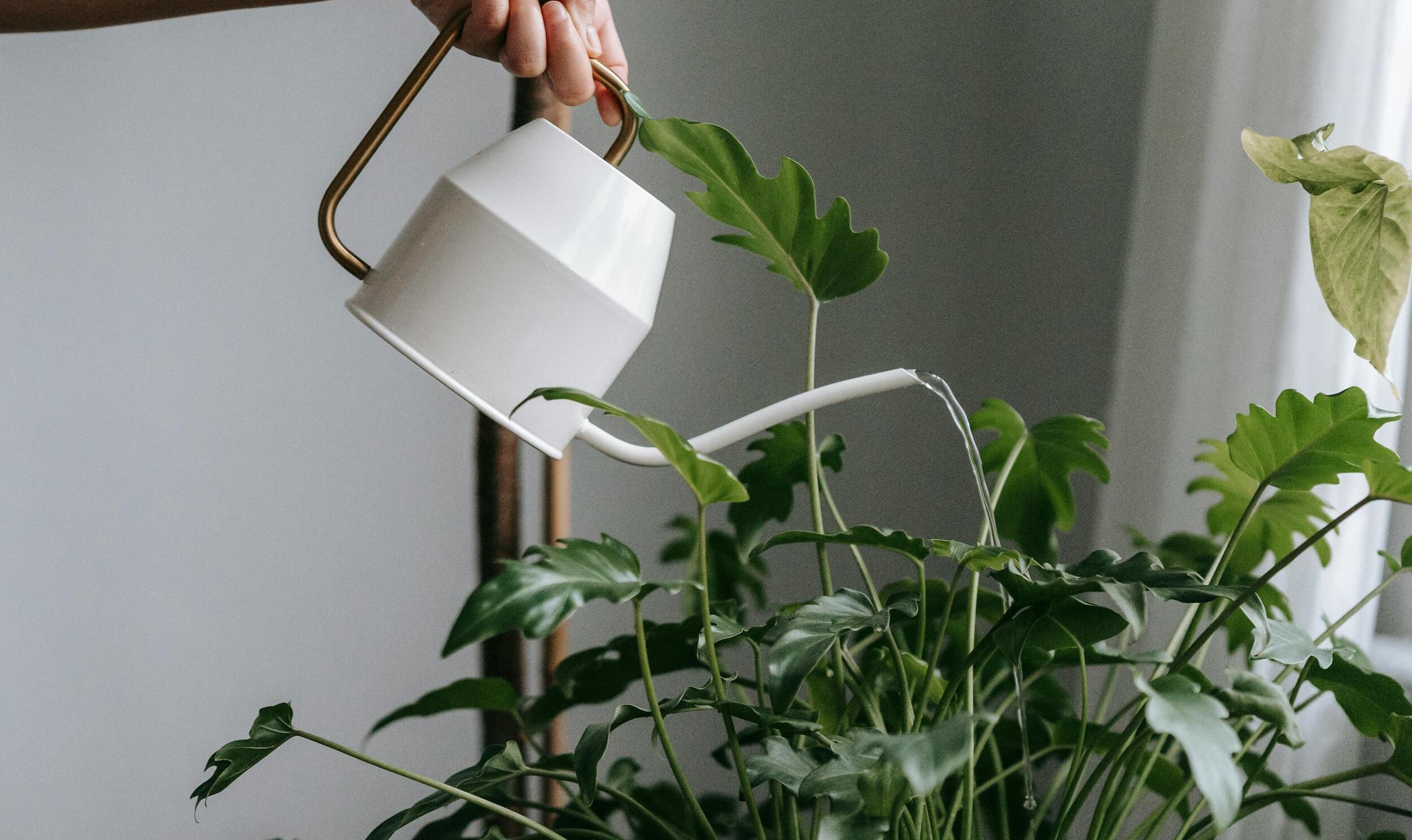 Zimmerpflanzen richtig gieen  So versorgst du deine Pflanzen optimal   PlantmyHome
