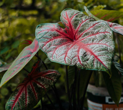 Caladium – Exotische Zimmerpflanze mit farbenfrohen Blättern
