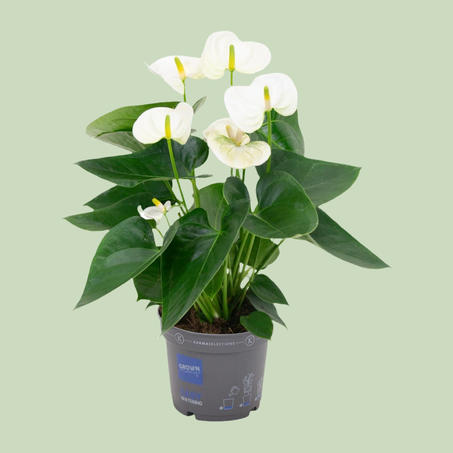 Anthurium White kaufen – edle Zimmerpflanze mit weißen Blüten – PlantmyHome