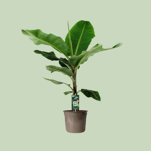 Bananenpflanze (Musa) - 140cm