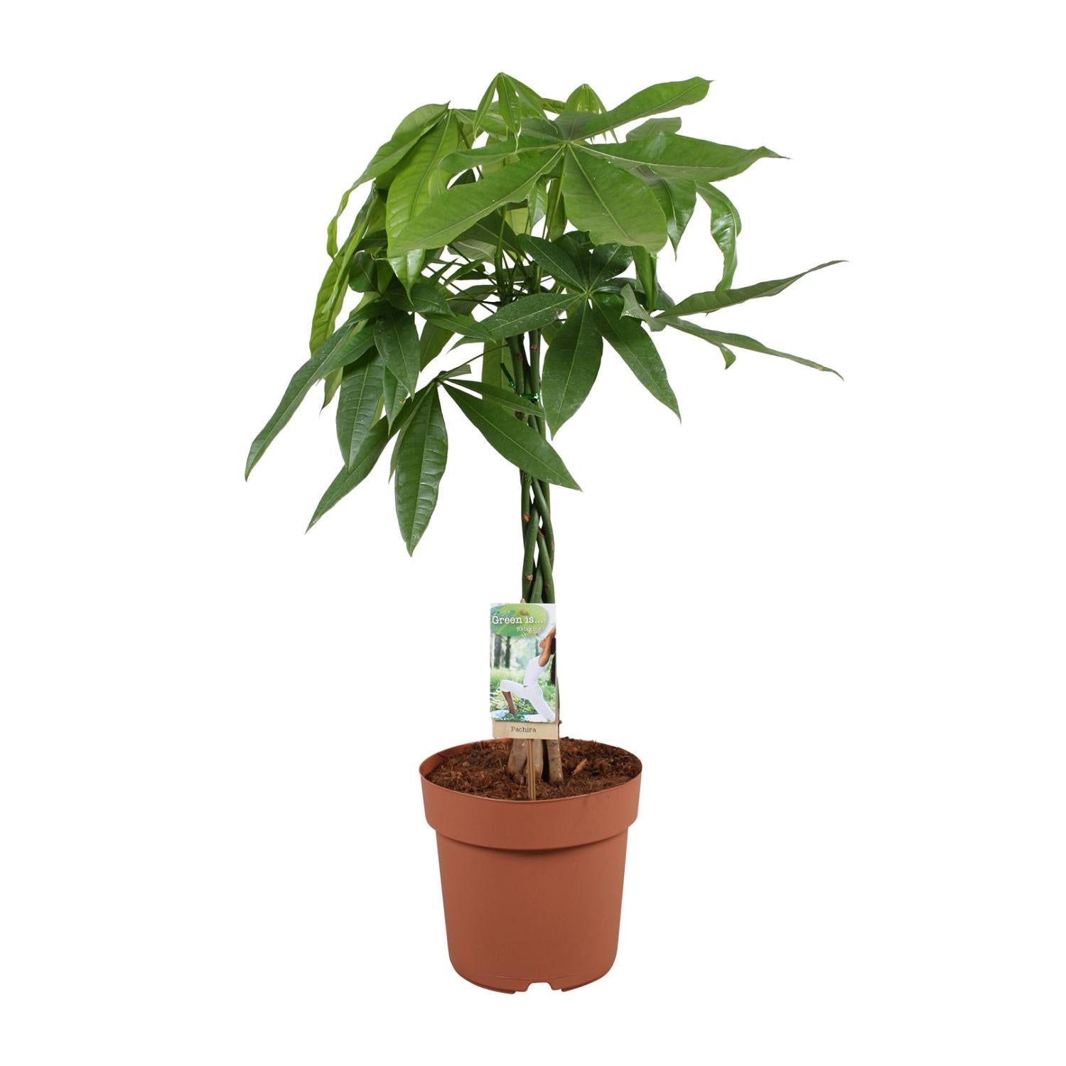 glückskastanie wächst nur in die höhe Pachira Aquatica 90 cm kaufen – Glückskastanie für positive Energie –  PlantmyHome