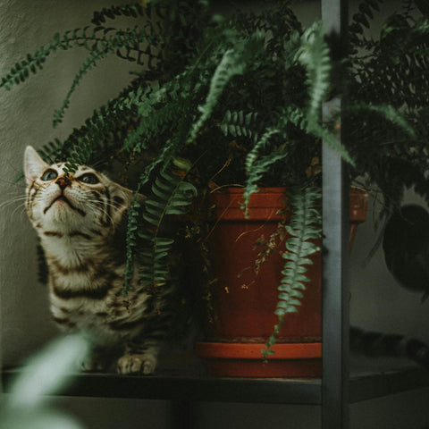 Katze an einer Zimmerpflanze in Haus