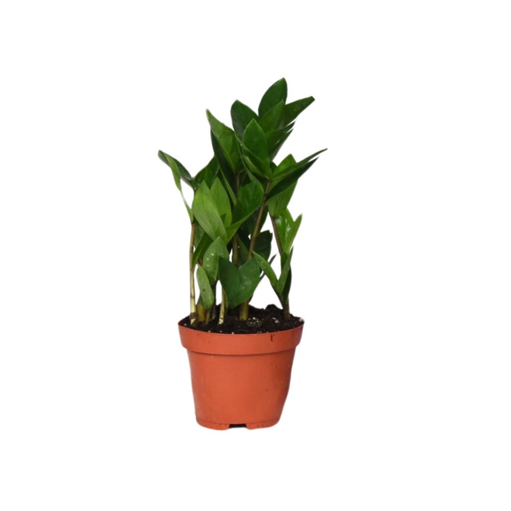 Glücksfeder 30 cm kaufen – Kompakte, pflegeleichte Zimmerpflanze –  PlantmyHome