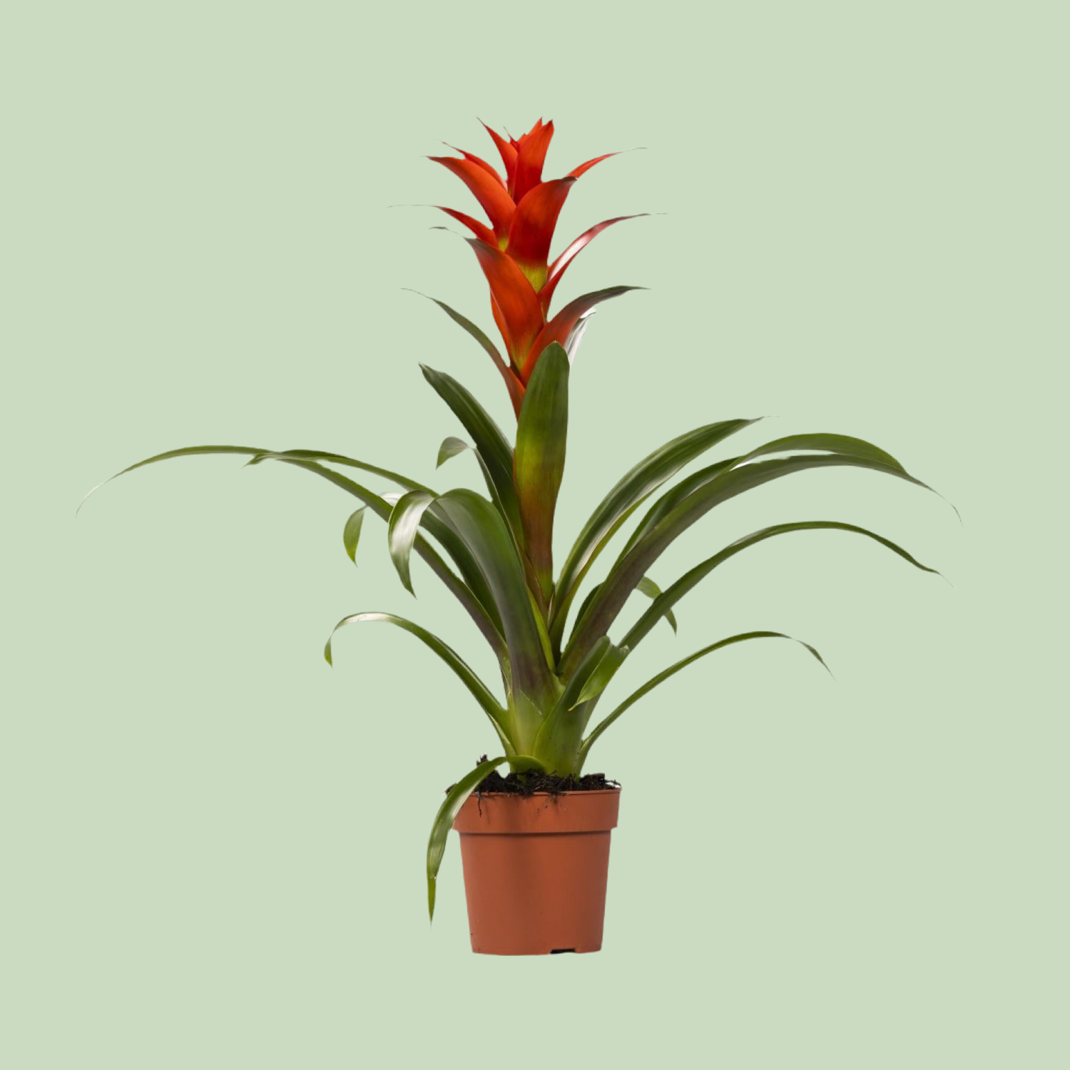 bromelie guzmania gießen Guzmania Ostara 45 cm kaufen – Exotische Bromelie mit leuchtenden Blüten –  PlantmyHome