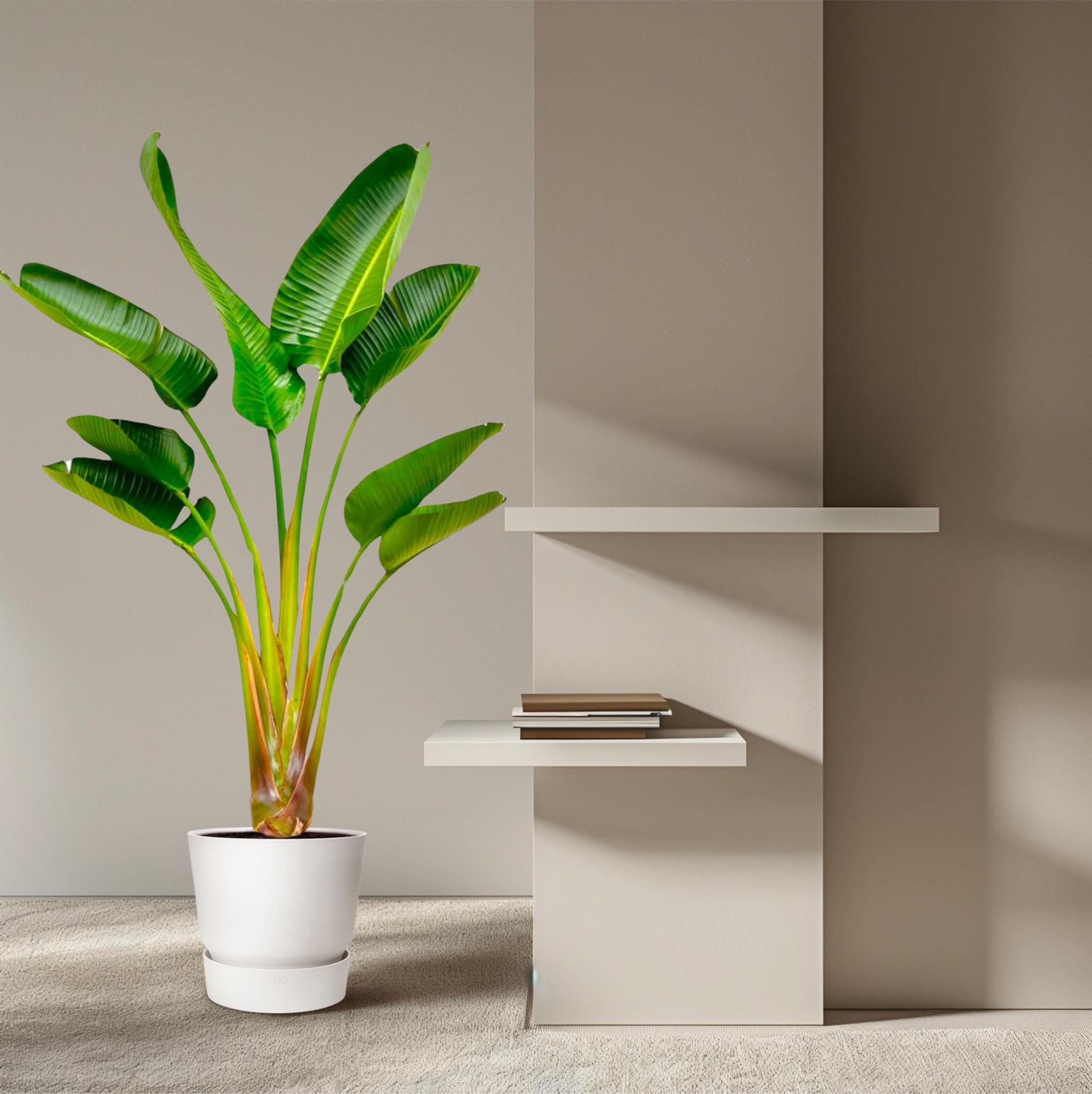 zimmerpflanze 160 cm Strelitzia Augusta 160 cm kaufen – Große tropische Zimmerpflanze –  PlantmyHome