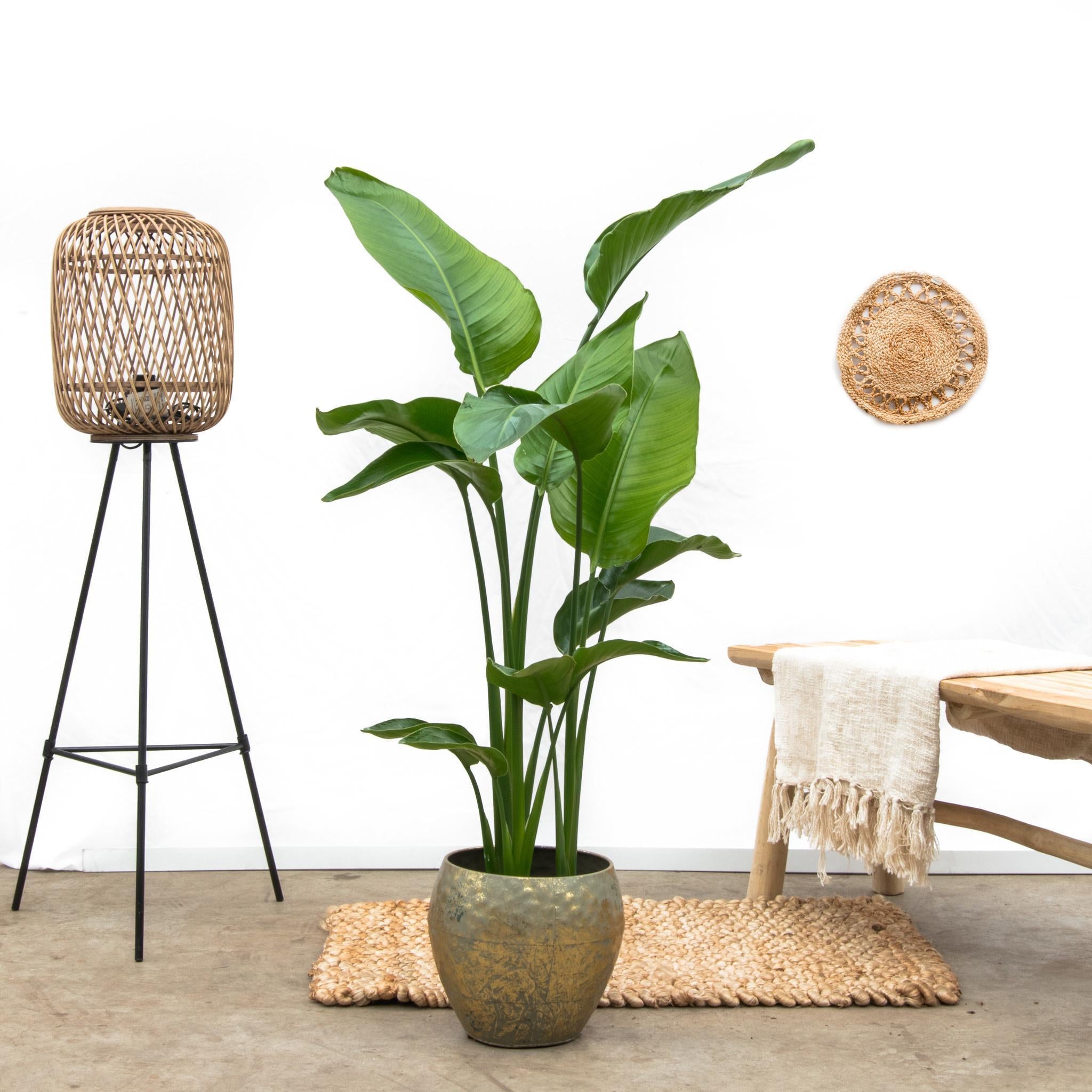 Strelitzia Nicolai 160cm - Exotische Zimmerpflanze online kaufen