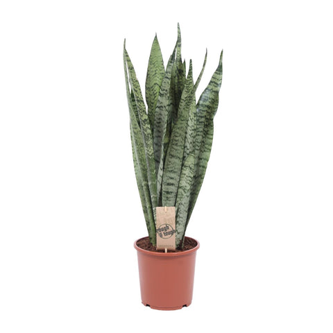Sansevieria Zeylanica - 60cm