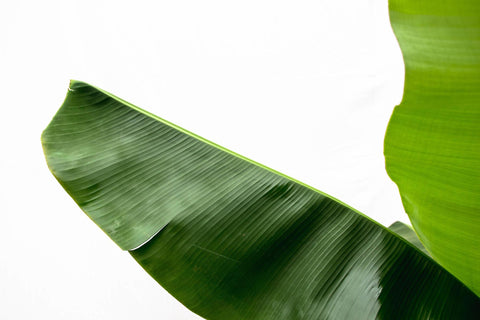 Bananenpflanze (Musa) - 200cm