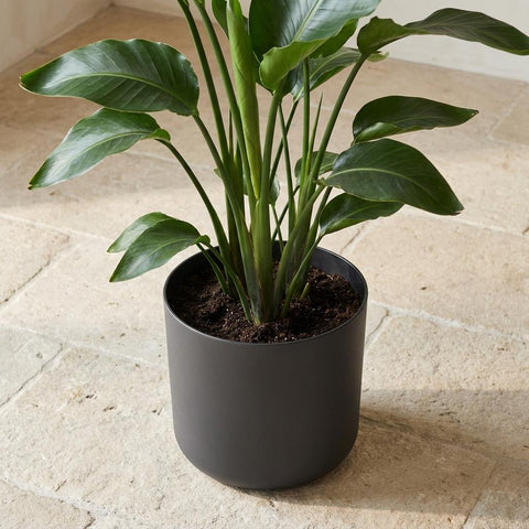 B.for soft anthrazit - 22cm | Elho