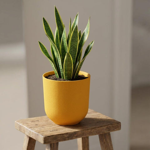 Jazz - 23cm | Elho