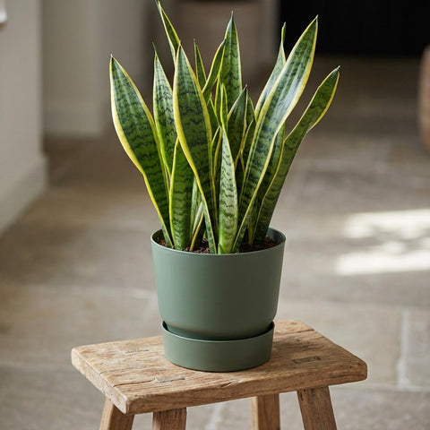 Greenville - 20cm | Elho