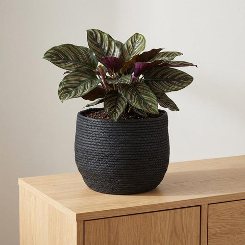 Mand Jorck - 26cm