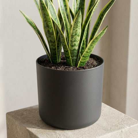 B.for soft anthrazit - 22cm | Elho
