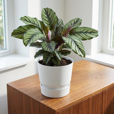 Greenville - 20cm | Elho