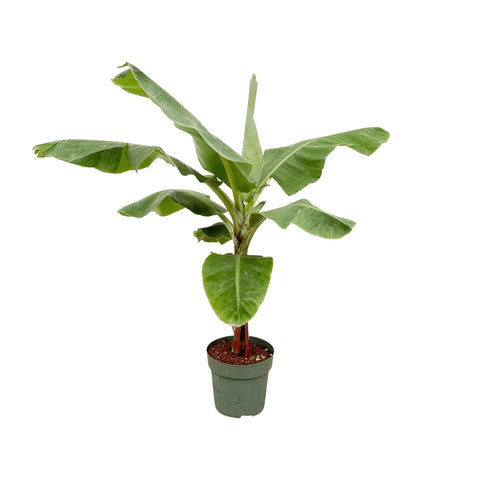 Bananenpflanze (Musa) - 200cm