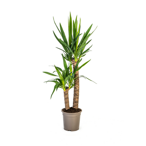 Yucca (Palmlilie) Ø19cm - ↕80cm