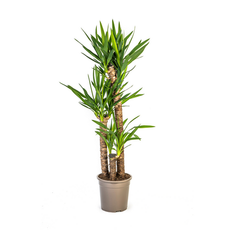 Yucca (Palmlilie) Ø24cm - ↕130cm