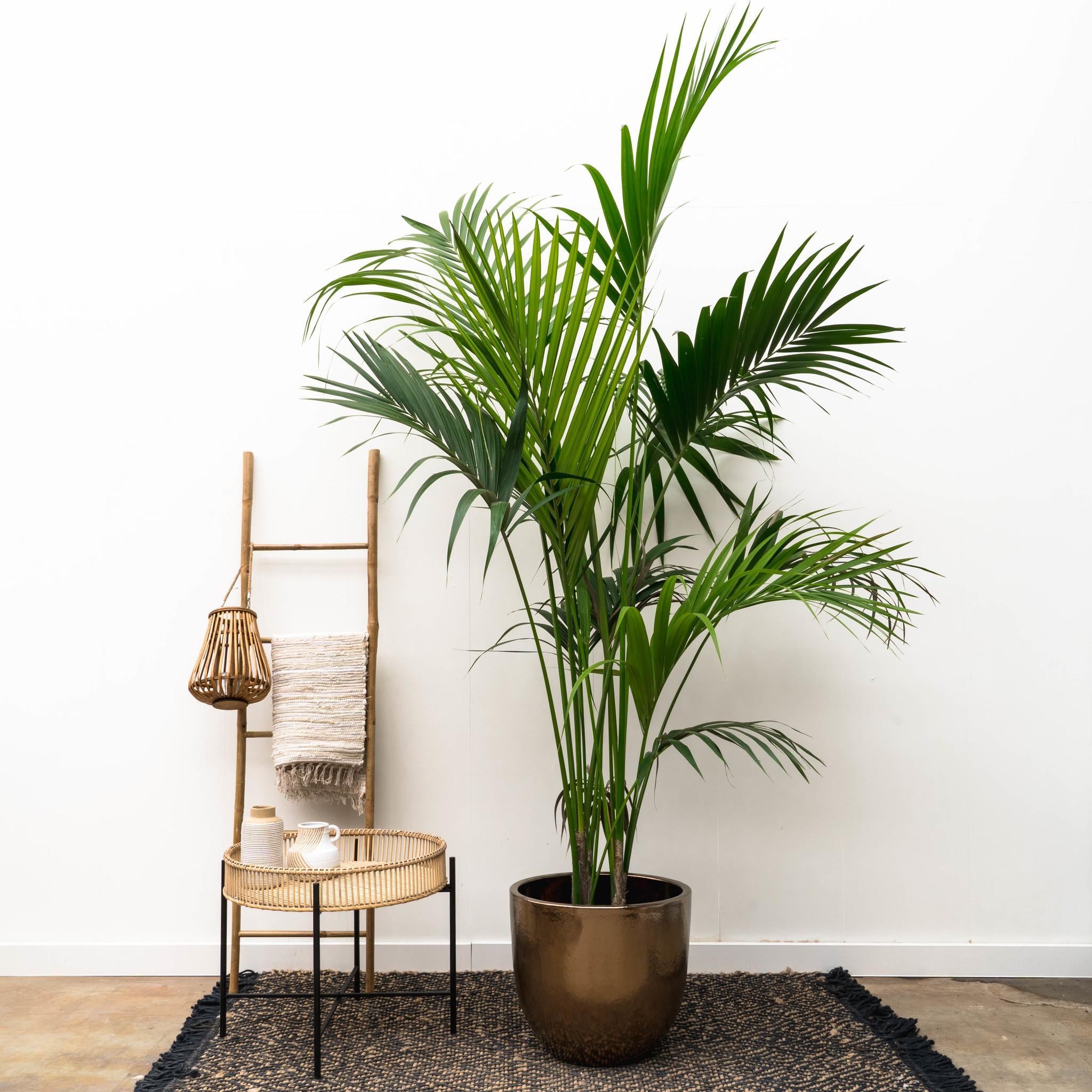 kentia palme trocknet aus Kentia Palme 180 cm kaufen – Große tropische Zimmerpflanze – PlantmyHome
