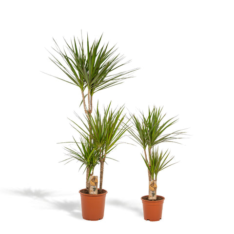 Dracaena Set - 120cm | Ø21cm / 70cm | Ø17cm