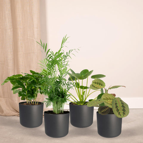 Tierfreundliches Pflanzenset - 20-40cm