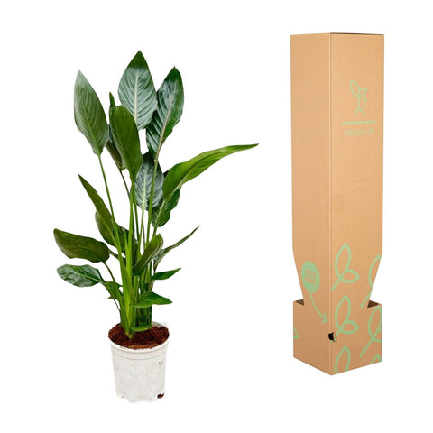 Strelitzia Reginae - 100cm