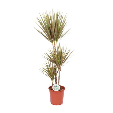 Drachenbaum 'Bicolor' - 115cm
