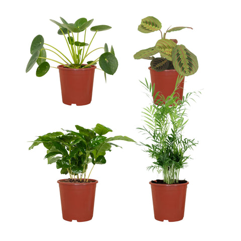 Tierfreundliches Pflanzenset - 20-40cm