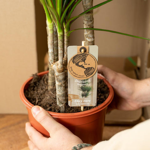 Dracaena/Yucca-Set - 70cm | Ø17cm / 90cm | Ø17cm
