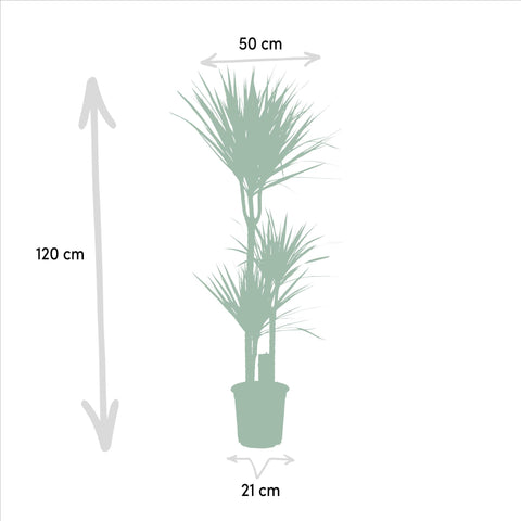 Dracaena Set - 120cm | Ø21cm / 70cm | Ø17cm