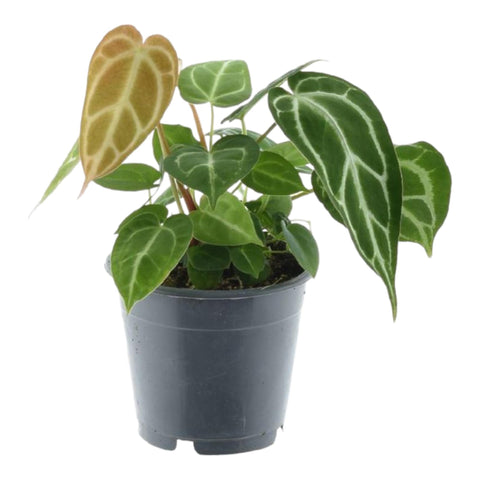 Anthurium Crystallinum (Kristall-Anthurie) | ↕35cm