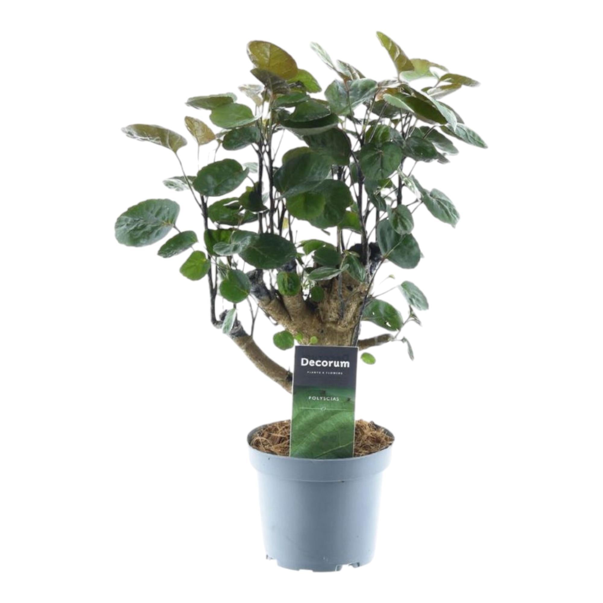 Polyscias Fabian 45 cm kaufen – Kompakte Zimmerpflanze für dein Zuhause –  PlantmyHome
