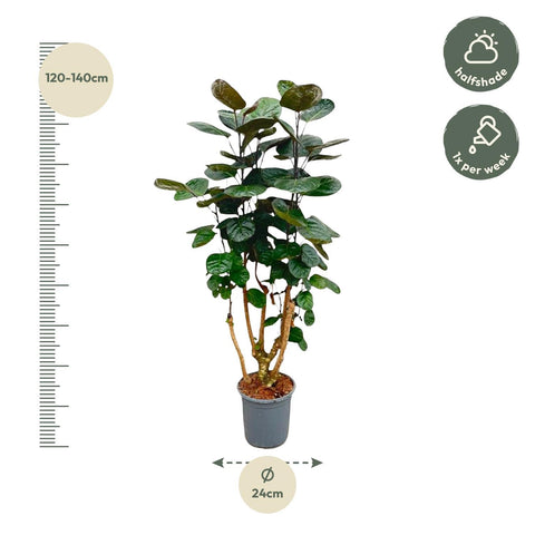 Polyscias Fabian | 130cm