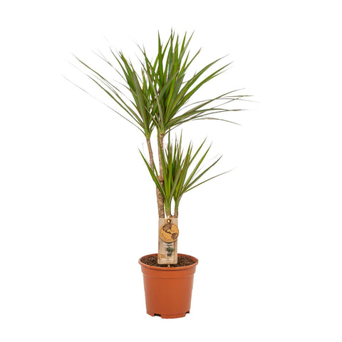 Dracaena/Yucca-Set - 70cm | Ø17cm / 90cm | Ø17cm