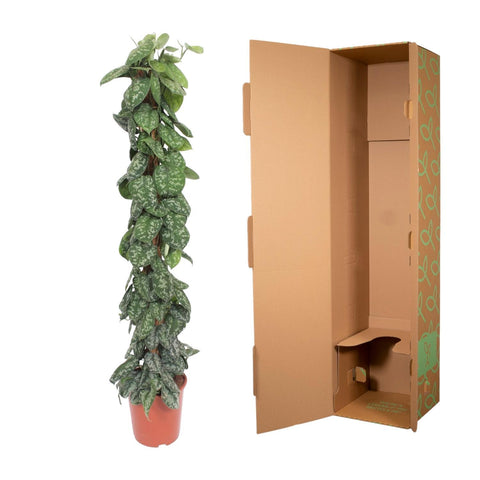 Scindapsus Pictus 'Trebie' (Moosstab) | 160cm | ø27