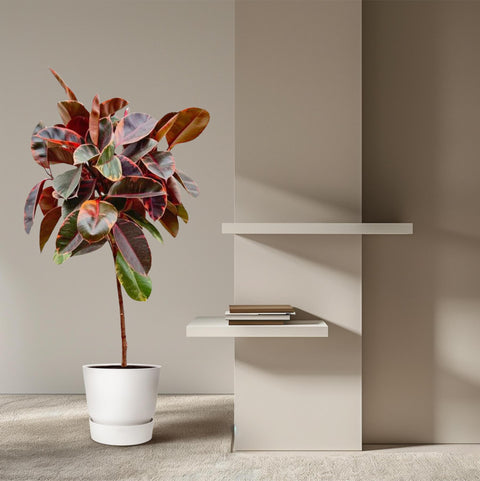 Ficus Elastica 'Belize' – 130 cm