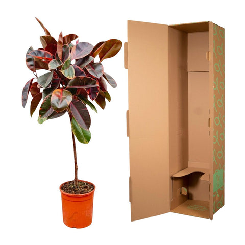 Ficus Elastica 'Belize' – 130 cm