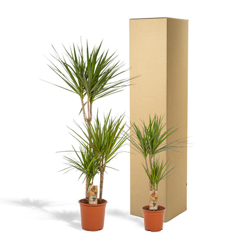 Dracaena Set - 120cm | Ø21cm / 70cm | Ø17cm