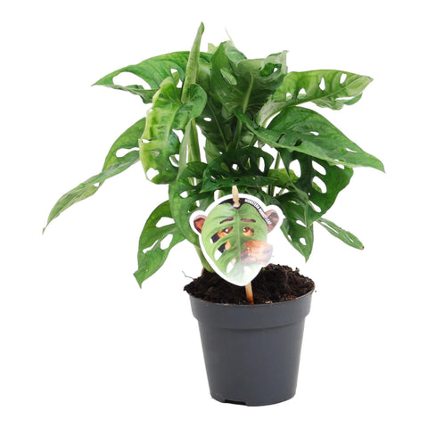 Monstera obliqua 'Monkey Leaf' - 25cm