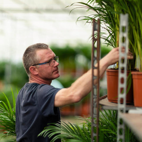 Dracaena/Yucca-Set - 70cm | Ø17cm / 90cm | Ø17cm