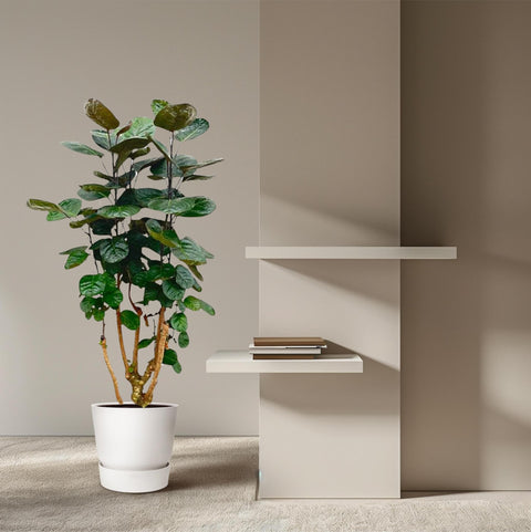Polyscias Fabian | 130cm