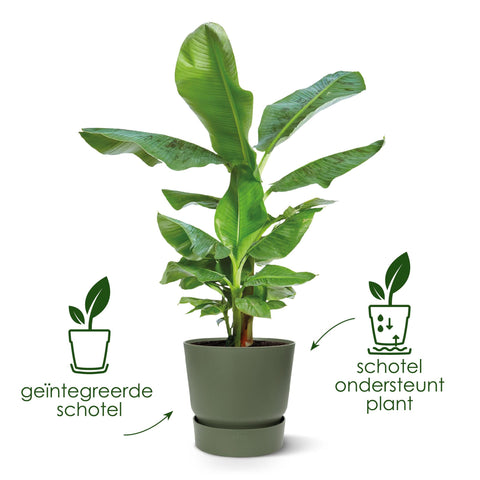 Greenville - 18cm | Elho