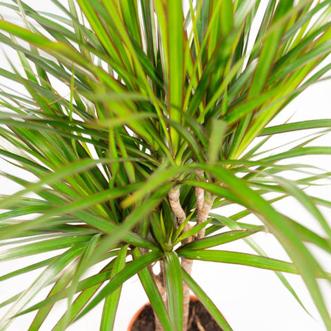 Dracaena Set - 120cm | Ø21cm / 70cm | Ø17cm