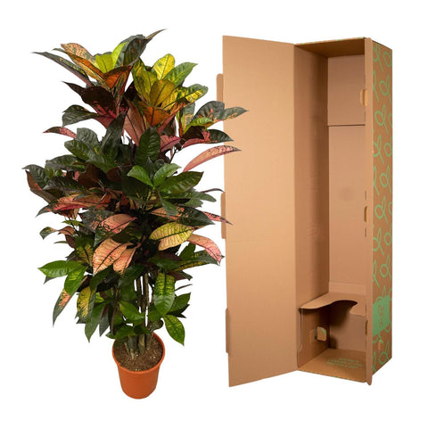 Codiaeum (Croton) Iceton - 120cm