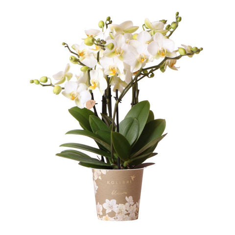 Phalaenopsis orchidee (Weiß) - Lausanne- Ø12cm | Blühende Zimmerpflanze - frisch vom Züchter