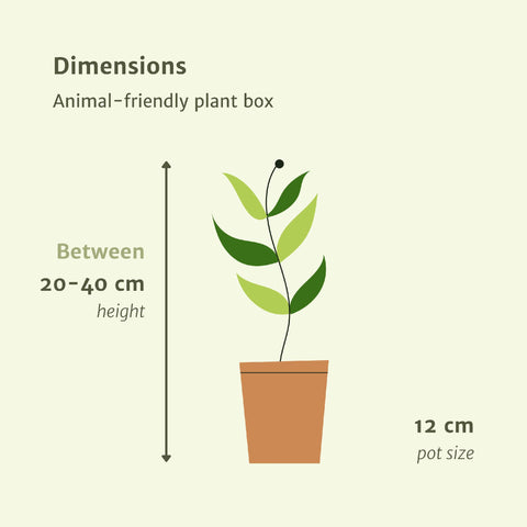 Tierfreundliches Pflanzenset - 20-40cm