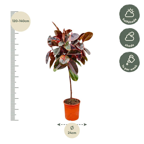 Ficus Elastica 'Belize' – 130 cm