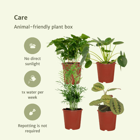 Tierfreundliches Pflanzenset - 20-40cm