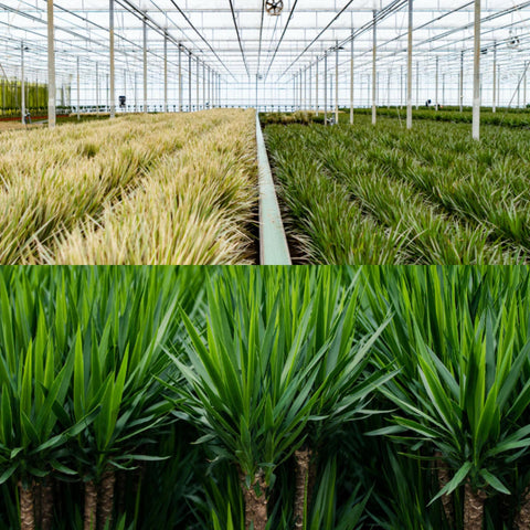 Dracaena/Yucca-Set - 70cm | Ø17cm / 90cm | Ø17cm
