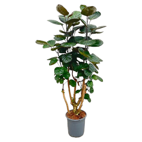 Polyscias Fabian | 130cm