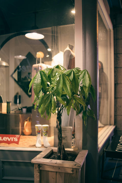 Glückskastanie (Pachira aquatica) Pflege Standort Tipps